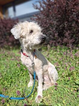Poodle Dogs Available for Adoption in Victoria, British Columbia - Annie | PetCurious