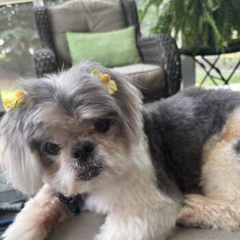 Ethel -  Shih Tzu Dog for Adoption in Richmond, Virginia - Ethel | PetCurious