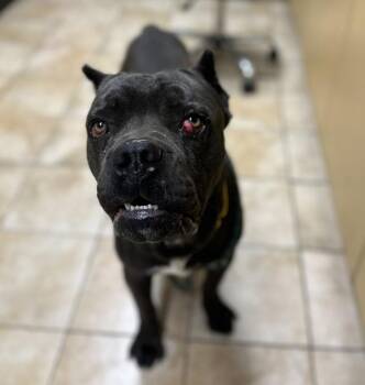 Steve (mcas) -  Cane Corso Dog for Adoption in Troutdale, Oregon - Steve (mcas) | PetCurious