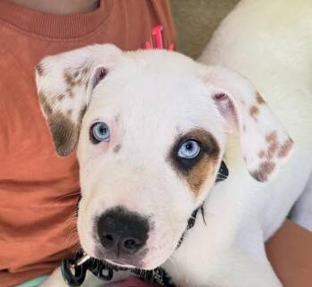 Scottie Surprise - LOCAL PUP -  Hound and Great Pyrenees Dog for Adoption in Andover, Massachusetts - Scottie Surprise - LOCAL PUP | PetCurious
