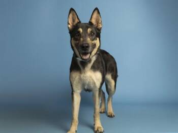 ROXY -  German Shepherd Dog Dog for Adoption in Phoenix, Arizona - ROXY | PetCurious
