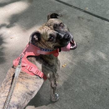 Bae -  Pit Bull Terrier Dog for Adoption in Columbia, South Carolina - Bae | PetCurious