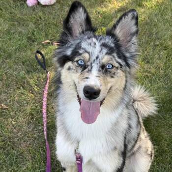 Roxy -  Australian Shepherd Dog for Adoption in Groveland, Massachusetts - Roxy | PetCurious