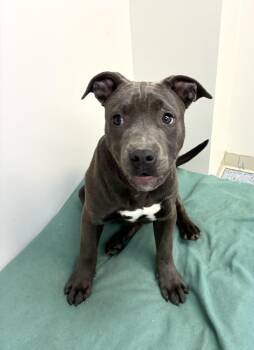 Staffordshire Bull Terrier Dogs Available for Adoption - Tank | PetCurious