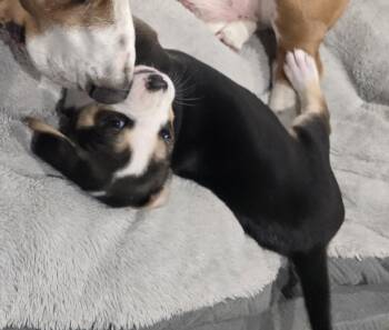 Moe - fostered in Omaha -  Beagle Dog for Adoption in Overland Park, Kansas - Moe - Fostered In Omaha | PetCurious