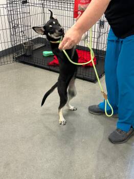 German Shepherd Dog Dogs Available for Adoption in Orlando, Florida - Echel | PetCurious