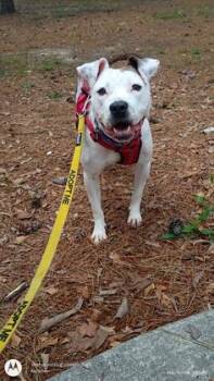 Kleodora -  Mixed Breed Dog Available for Adoption in Atlanta, Georgia - Kleodora | PetCurious