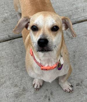 Rescue Chiweenie Dogs for Adoption - Boomer | PetCurious