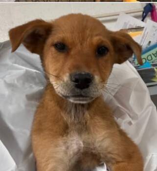Mixed Breed Dogs Available for Adoption in West Chester, Pennsylvania - Preciosa | PetCurious