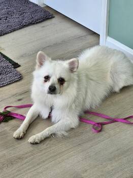Ollie of MD -  American Eskimo Dog Dog for Adoption - Ollie Of MD | PetCurious