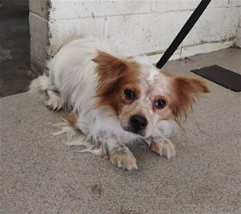 PICASO -  Chihuahua and Mixed Breed Dog for Adoption in San Bernardino, California - PICASO | PetCurious