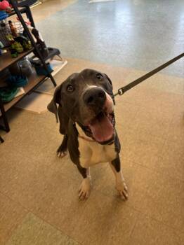 Great Dane and Mixed Breed Dogs Available for Adoption - Gunther | PetCurious