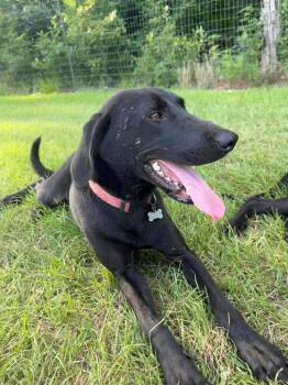 Mixed Breed Dogs Available for Adoption - Pepper | PetCurious