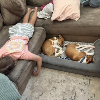 Teagan Kavan -  Terrier and Chihuahua Dog for Adoption in Austin, Texas - Teagan Kavan | PetCurious