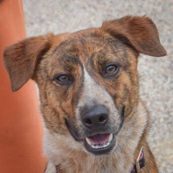 German Shepherd Dog and Cattle Dog Dogs Available for Adoption in Huntley, Illinois - Gilly | PetCurious