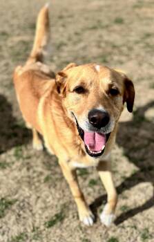 Labrador Retriever and Great Pyrenees Dogs Available for Adoption - Buddy | PetCurious