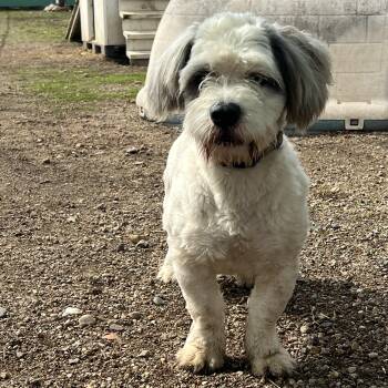 Lhasa Apso Dogs Available for Adoption in Fairmont, Minnesota - Harry | PetCurious