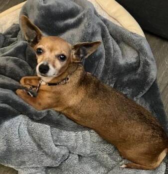 Rescue Chiweenie Dogs for Adoption in Covington, Washington - Sabine | PetCurious
