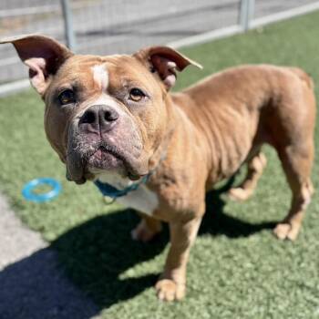 American Bulldog Dogs Available for Adoption in Fullerton, Pennsylvania - Lady | PetCurious