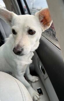 Chihuahua and Dachshund Dogs Available for Adoption in Bothell, Washington - Pearl | PetCurious