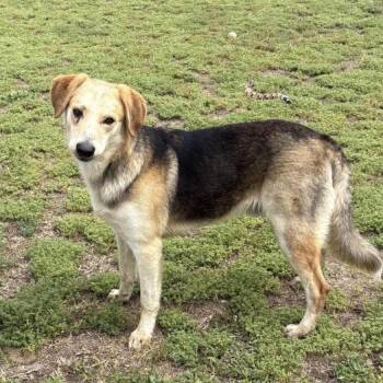 Diesel -  Shepherd and Labrador Retriever Dog Available for Adoption in Valdosta, Georgia - Diesel | PetCurious