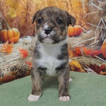 Rescue Labrador Retriever and Hound Dogs for Adoption in Griswold, Connecticut - Raleigh | PetCurious