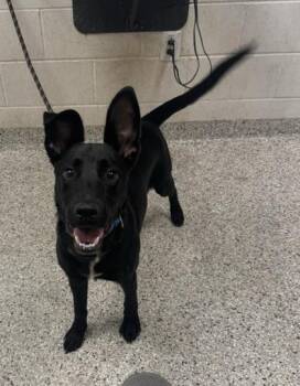Wayne -  Mixed Breed Dog for Adoption in Kansas City, Missouri - Wayne | PetCurious