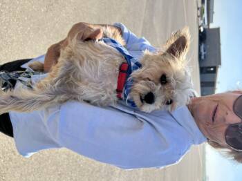 Rescue Yorkshire Terrier Dogs for Adoption in Modesto, California - Jackon | PetCurious