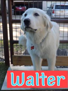 Walter -  Great Pyrenees Dog for Adoption in Southlake, Texas - Walter | PetCurious