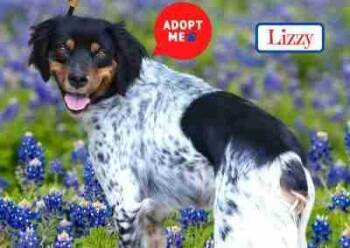 Rescue Brittany Spaniel Dogs for Adoption in Fort Worth, Texas - Lizzy | PetCurious