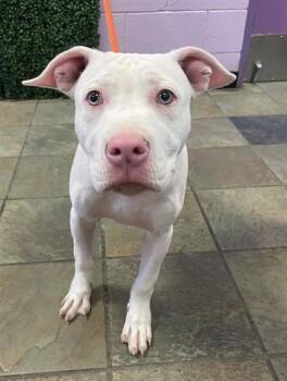 61396747 -  Pit Bull Terrier and Mixed Breed Dog for Adoption in El Paso, Texas - 61396747 | PetCurious
