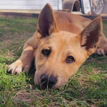 German Shepherd Dog Dogs Available for Adoption in Pottsboro, Texas - Jupiter | PetCurious
