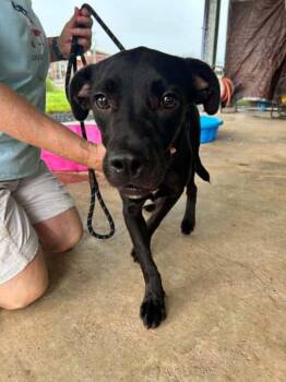Alvin -  Mixed Breed Dog for Adoption in Scott, Louisiana - Alvin | PetCurious