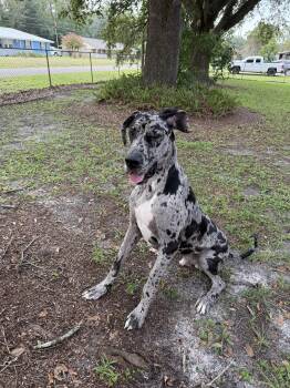 Hades -  Great Dane Dog for Adoption in Pensacola, Florida - Hades | PetCurious