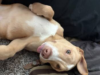 Rescue Yellow Labrador Retriever and Staffordshire Bull Terrier Dogs for Adoption in Arvada, Colorado - Baby Rory | PetCurious
