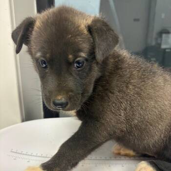 Mars -  Mixed Breed Dog for Adoption in Columbiana, Alabama - Mars | PetCurious