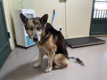 German Shepherd Dog and Mixed Breed Dogs Available for Adoption - A527351 | PetCurious