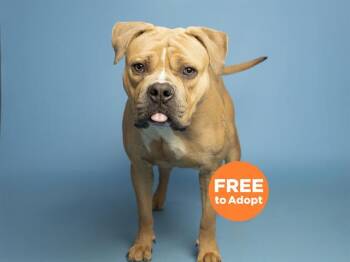 American Staffordshire Terrier Dogs Available for Adoption in Phoenix, Arizona - TUCKER JAKE | PetCurious
