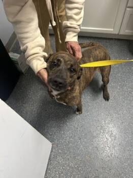 Rescue Mountain Cur Dogs for Adoption in Morristown, Tennessee - Janey | PetCurious