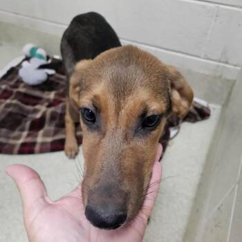 Bear -  Mixed Breed Dog for Adoption in Windsor, Virginia - Bear | PetCurious