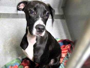 Rescue Pointer and Greyhound Dogs for Adoption in Tustin, California - LEONARD | PetCurious