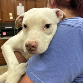 Terrier Dogs Available for Adoption - Mouse - 030402U | PetCurious