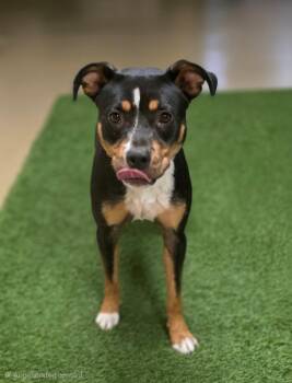 Annie - 178604 -  Pit Bull Terrier Dog for Adoption in Visalia, California - Annie - 178604 | PetCurious
