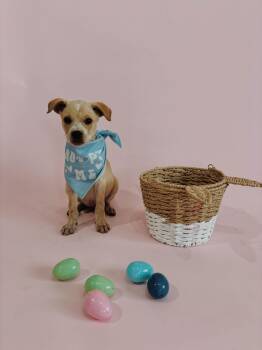 Labrador Retriever and Rottweiler Dogs Available for Adoption - Bunny | PetCurious