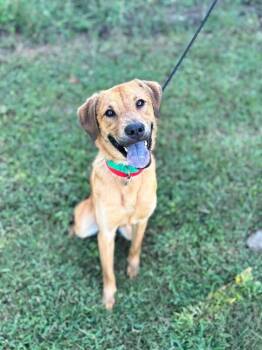Egypt -  Labrador Retriever and Mixed Breed Dog for Adoption in Aiken, South Carolina - Egypt | PetCurious