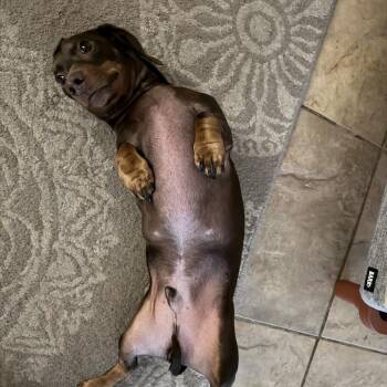 Dachshund and Mixed Breed Dogs Available for Adoption in New Orleans, Louisiana - Hershey (Bonded To Jack) Benefactor Dog | PetCurious