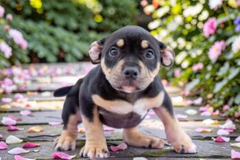 Pit Bull Terrier Dogs Available for Adoption in Sebastian, Florida - Okapi | PetCurious