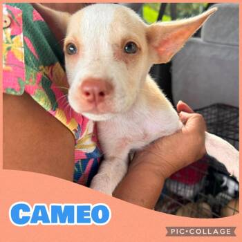 Cameo -  Australian Shepherd and Rat Terrier Dog for Adoption in Ringwood, New Jersey - Cameo | PetCurious