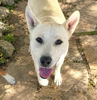 Kennedy -  Shepherd and Labrador Retriever Dog for Adoption in San Antonio, Texas - Kennedy | PetCurious