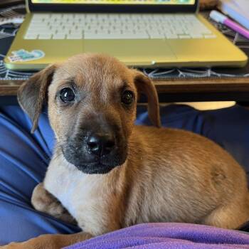 Pea Pod -  Black Mouth Cur and American Foxhound Dog for Adoption in East St. Louis, Illinois - Pea Pod | PetCurious